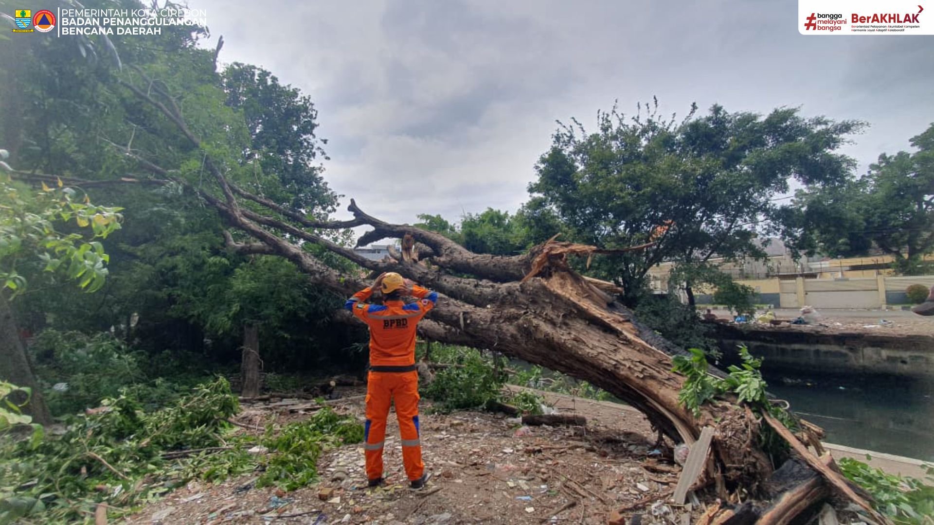 Pohon Angsana Setinggi 16 Meter Tumbang di Jalan Kali Baru Selatan